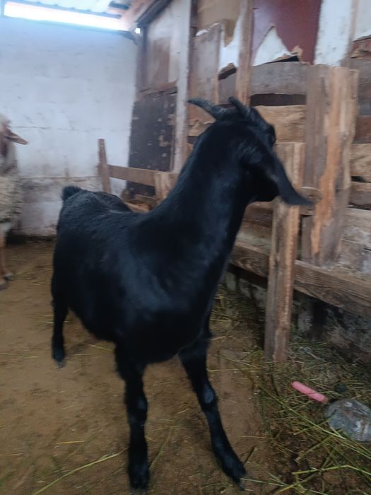 Коза.       козел