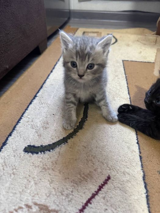 Продаются котята скотишь фолд, шиншила