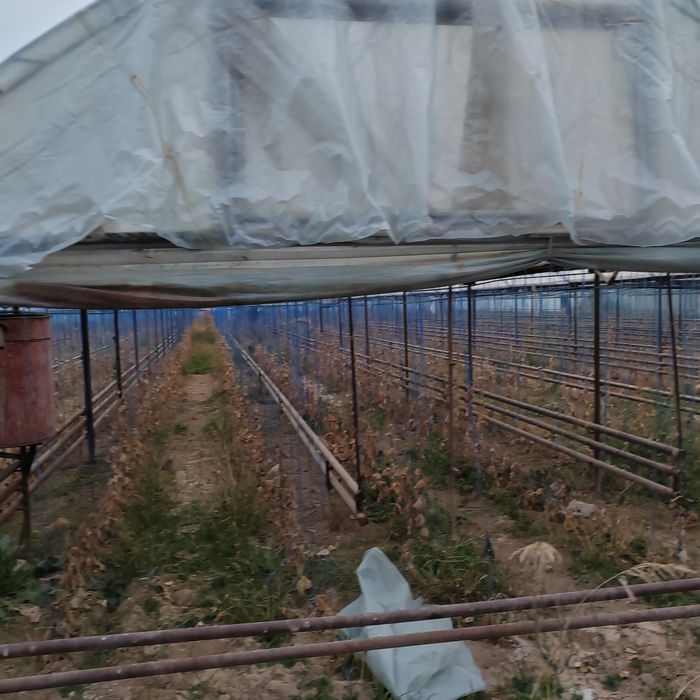 Teplitsa ferma 2.6 gektar nazarbe muzimpix tarafta sotiladi