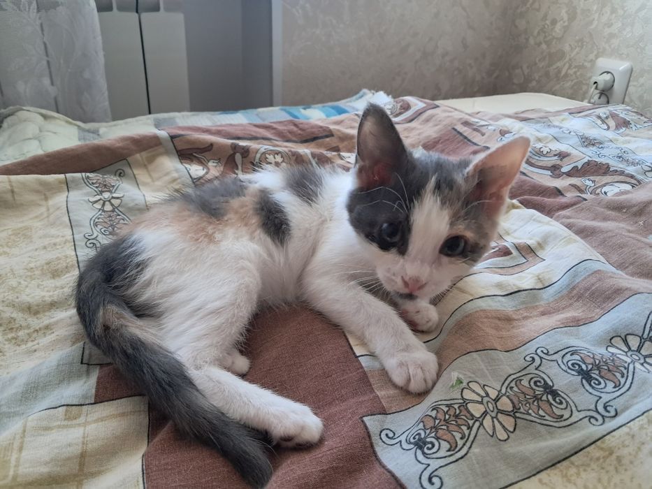 Отдадим котёнка 2,5месяца [девочка]
