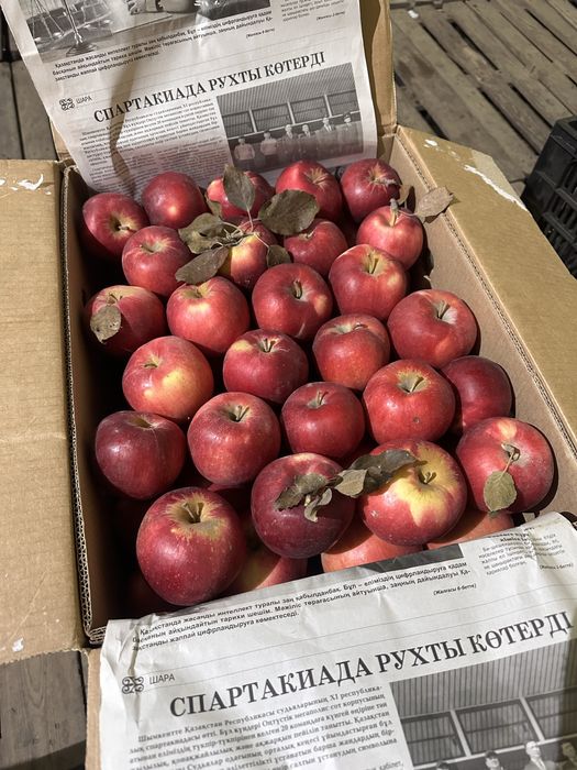 Продам Айдарет первый сорт