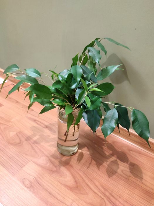 Фикус Бенжамина отростки с корнями 2 сорта
