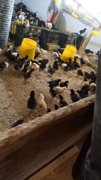 Марксов Саньатбек