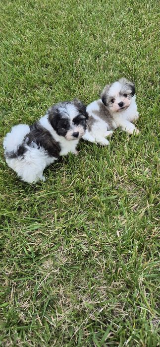 Bichon maltez fetite