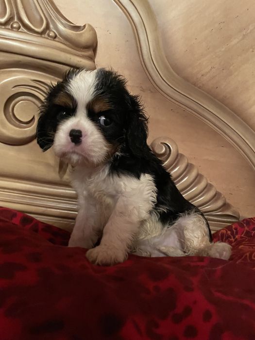 Кавалер кинг чарльз спаниель