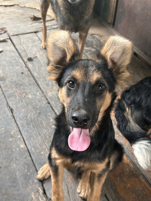 Отдам собаку бесплатно