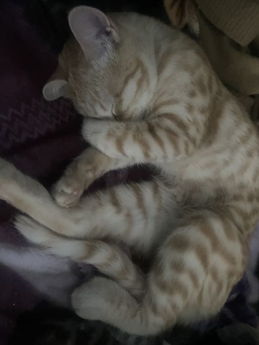 Котик, мальчик 8 месяцев