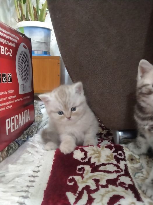 Вязка британский кот