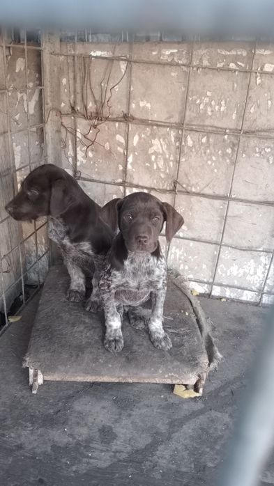 Щенки крусхаар 2 мец