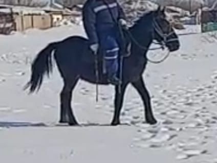 Жеребец обученый 2годовалый