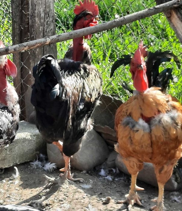 Vand cocoși rasa mixta 1 an