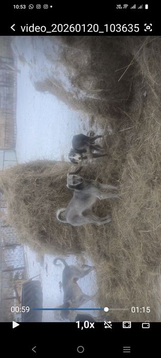 Потерялась собака (тазы)