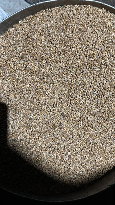 Продам пшеницу       .               .                               .