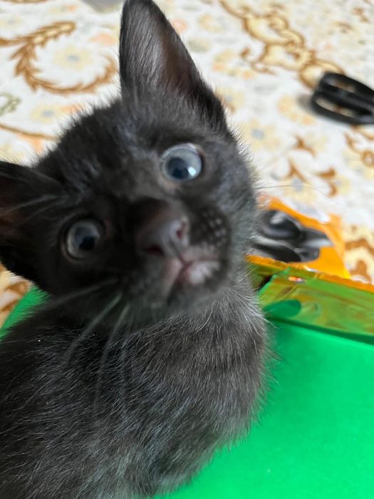 Отдам в добрые руки.