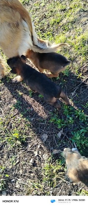 Отдам щенят даром