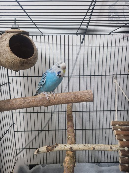 Продам папугайев