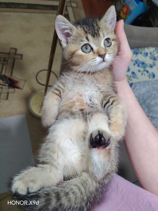 Продаю котят страйтт