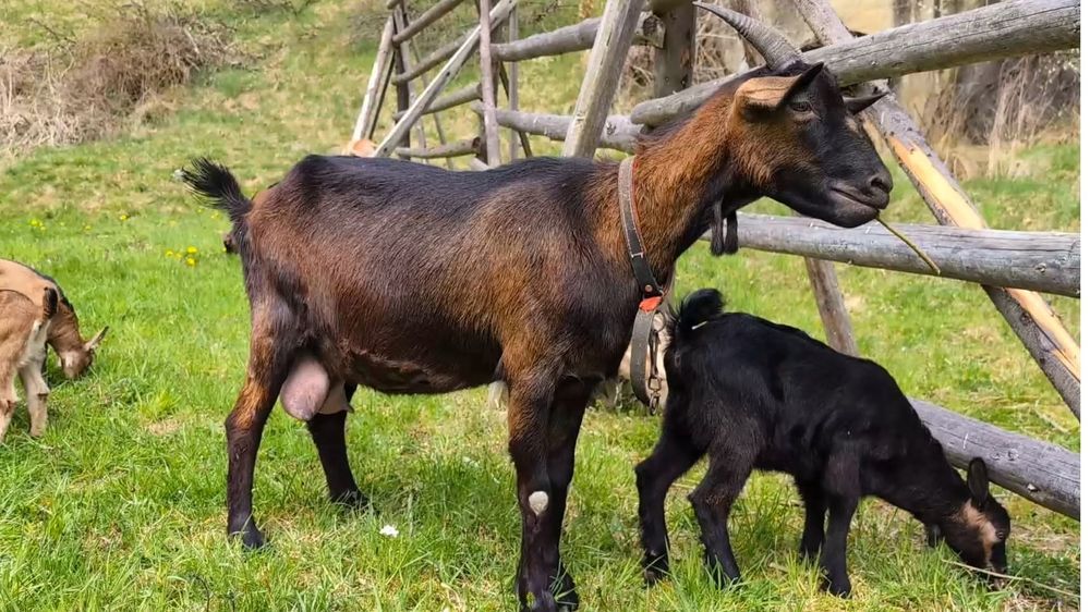Capră Alpina x Anglo 4L de lapte  pe zi