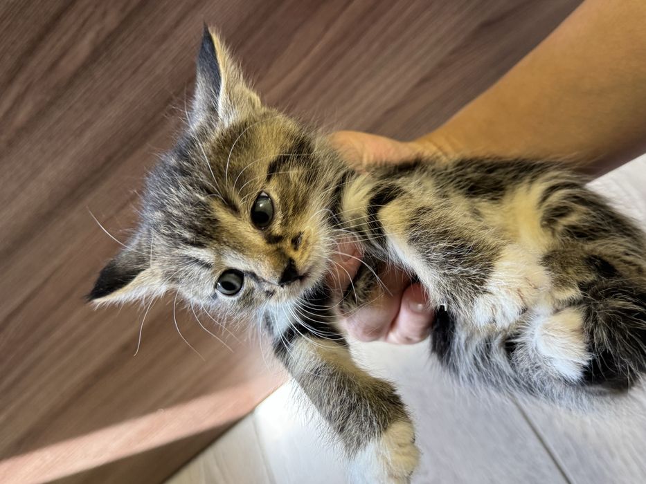 Котята бесплатно в добрые руки