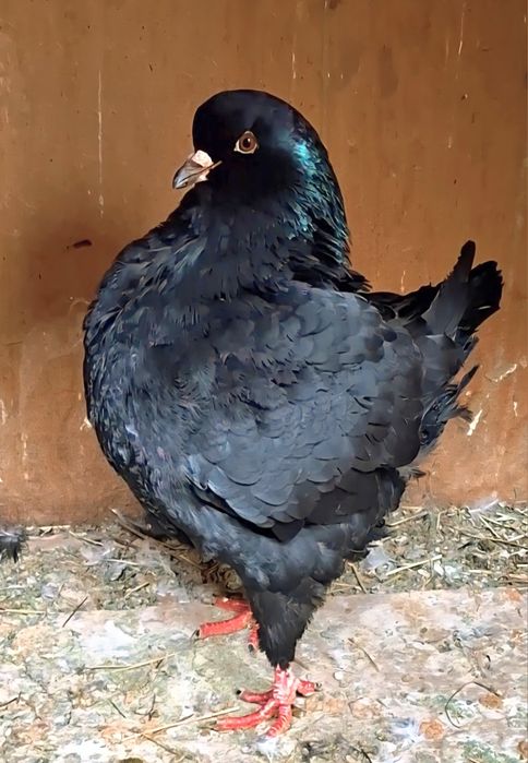 Porumbei king - mascul