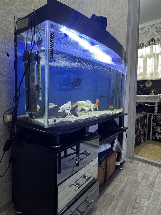 Akvarum saotiladi 150 ltr ichdi hama narsalari bla beraldi pastafka bl