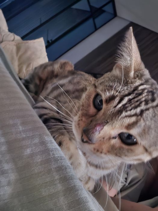 Кошка, бенгал, примерно 2-3 года
