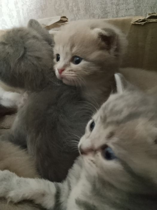Продаются очаровательные котята.