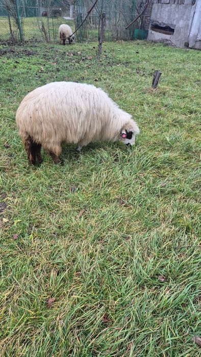 Vând 3 miele(500 buc) și 5 oi stramioare 800 lei buc)