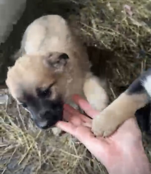 Щенята замерзают на улице