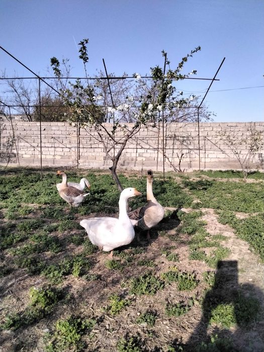 Продаются яйца для инкубации