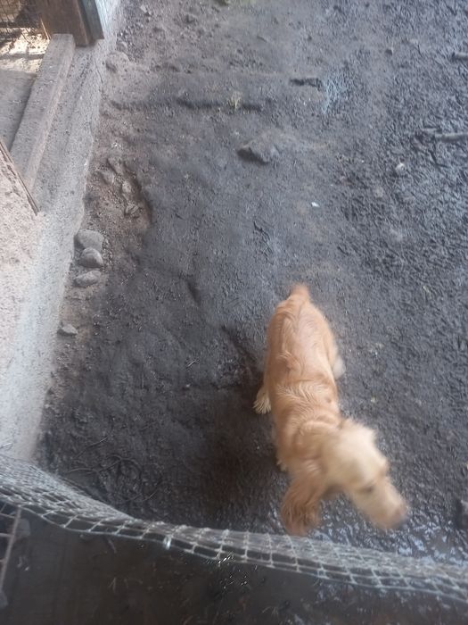 Кучук 7 ойлик кизбола