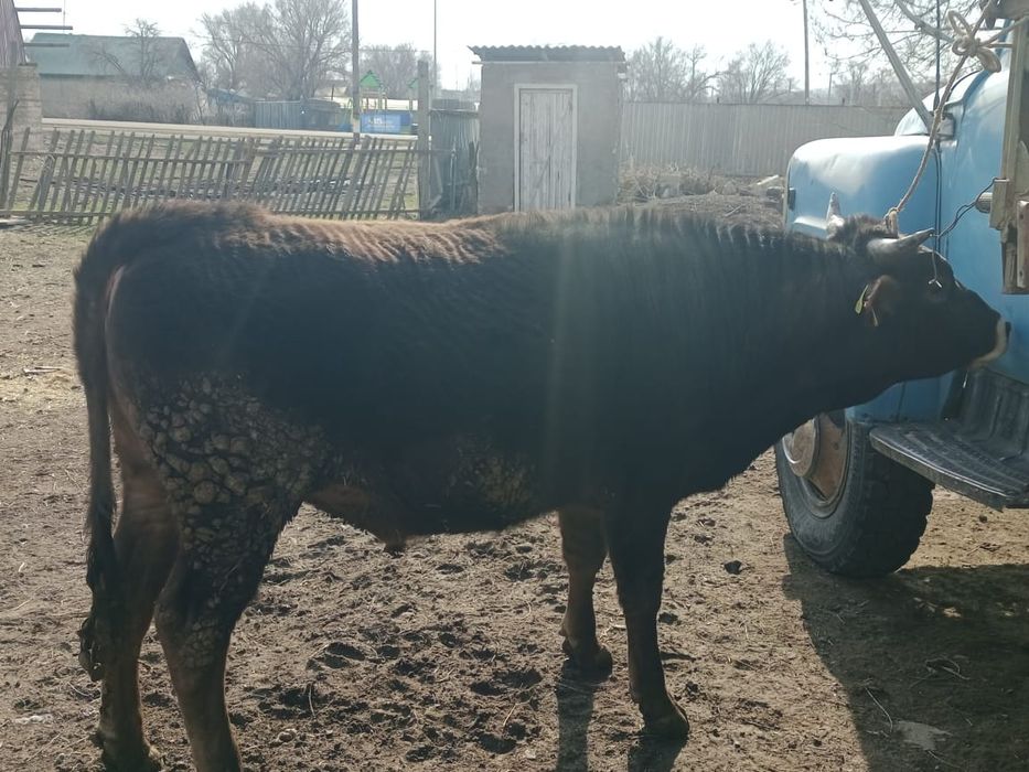 2 жасар бұқа бык