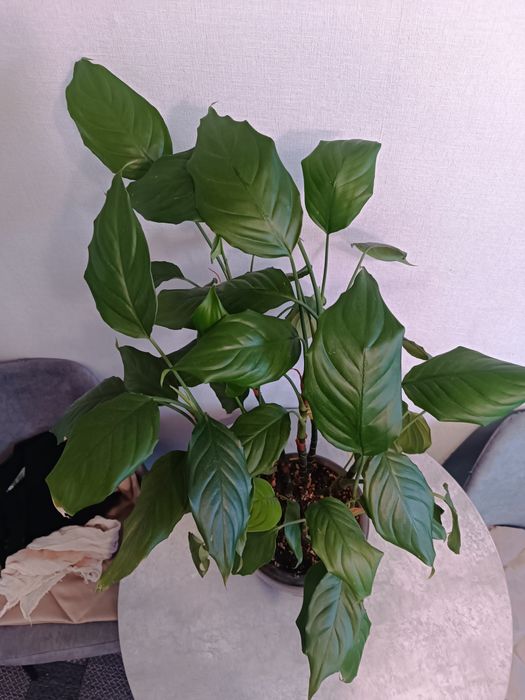 Комнатные растения