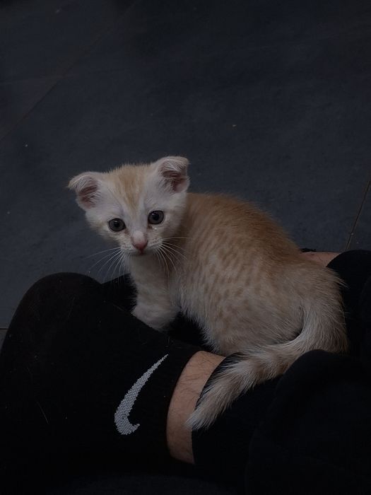 котята ищут дом)