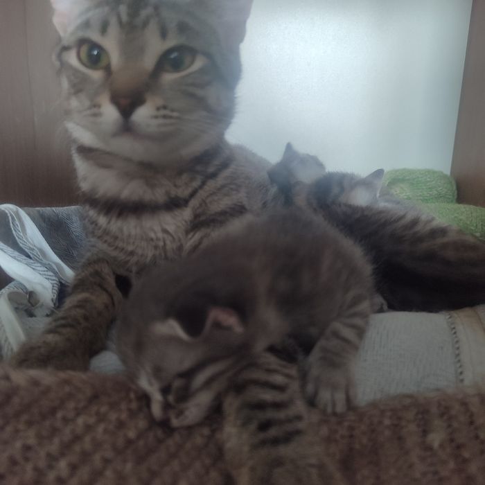 Продам котят породистые