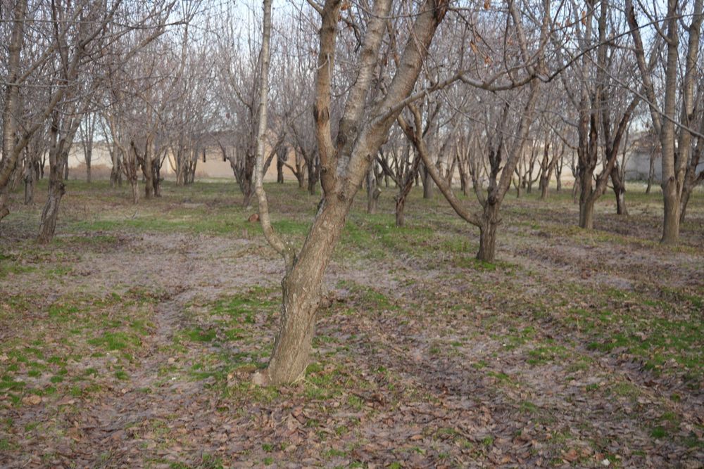 Дача с бассейном и фермой в городе Нуравшон (бывшая Тойтепа)