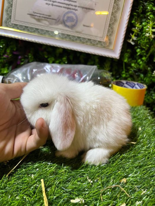 кароиковые декоративные крольчата