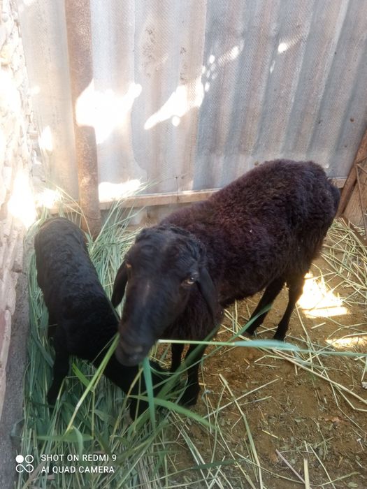 Qoylar sotiladi bolalari b-n