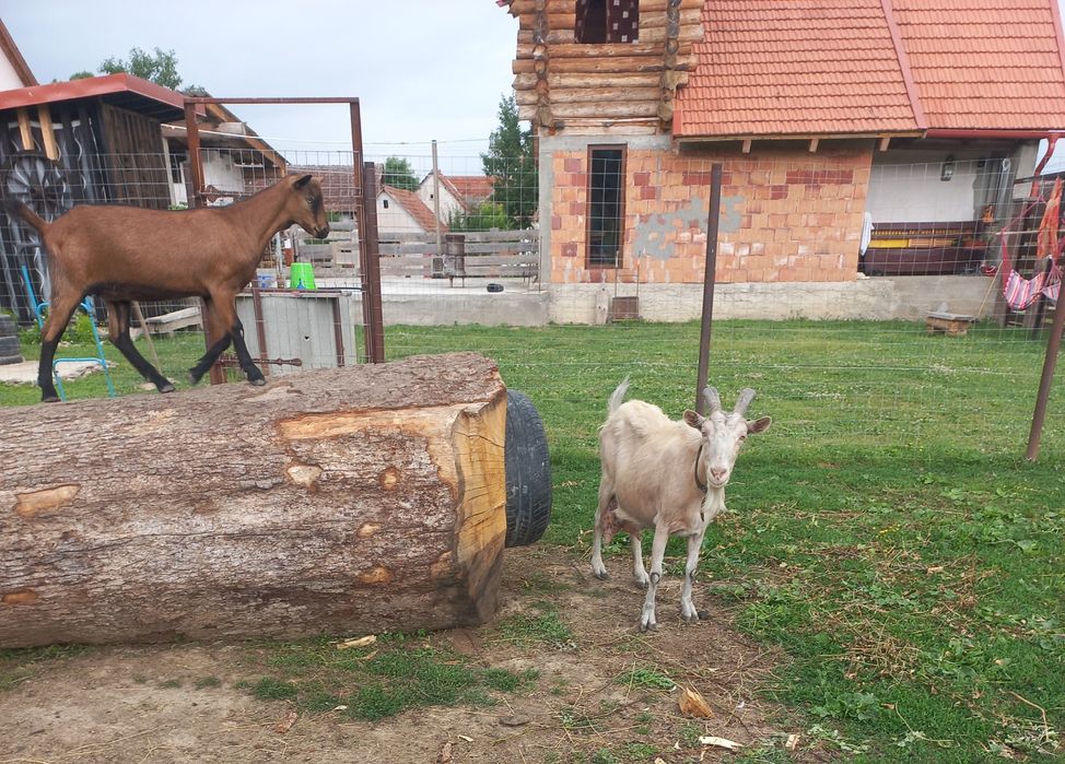 Vând capra cu 3 litri de lapte