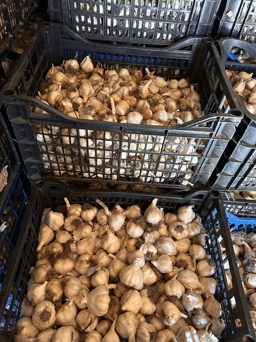 Usturoi Românesc, Recolta 2025, Natural