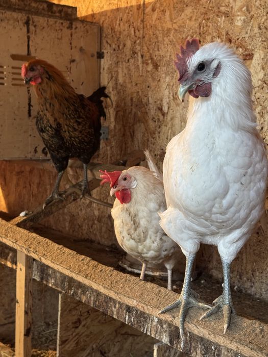 Куры- несушки домашние