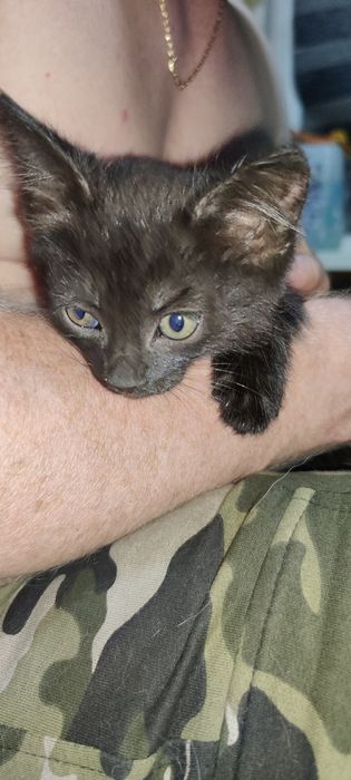 Котёнок ищет любящую семью