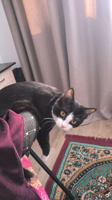 Отдам котенка в хорошие руки