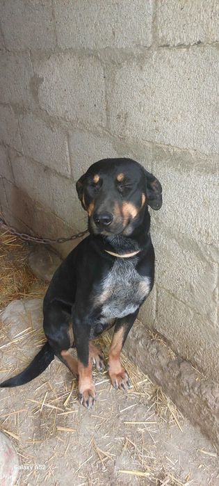 Собака имя ( Тайсн ) охранник