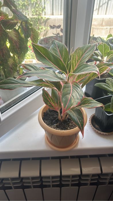 Цветы в ассортименте