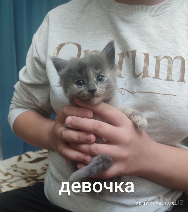Катятки в подарок