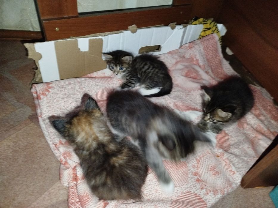 Отдам котяток в добрые руки