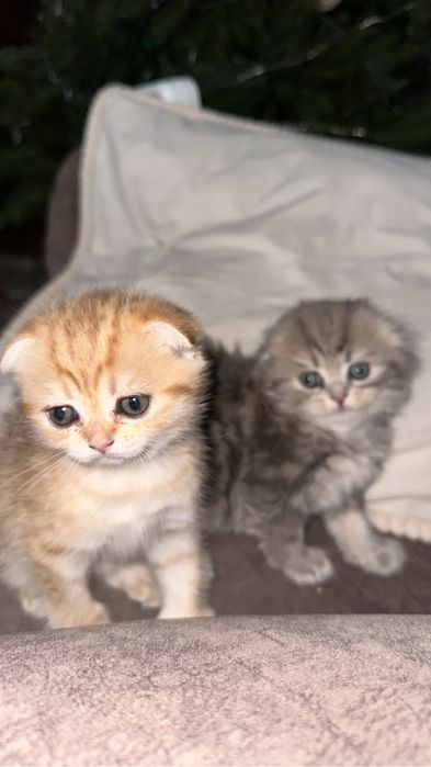 Котята породистые