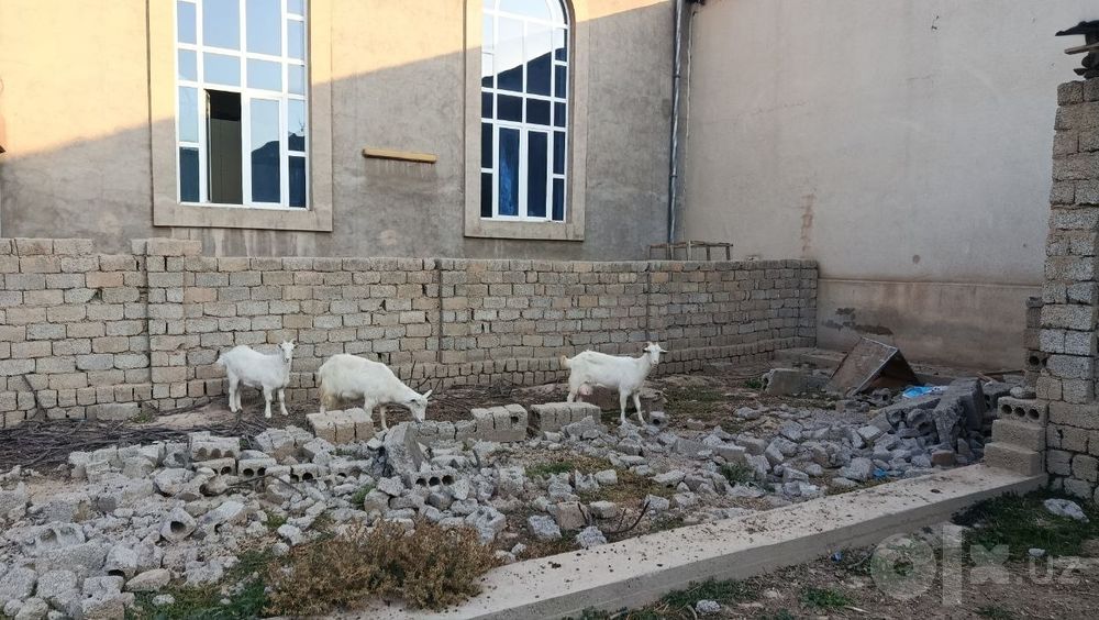 Zanin echkilar qornida bolasi bor
