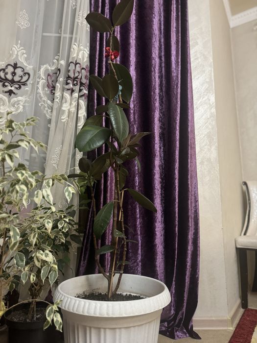 Комнатные растения цветы